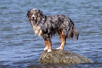 2018-07-14 Beddingestrand-134
