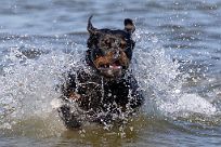 2018-07-14 Beddingestrand-138